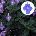 Bild von Streptocarpus P12 Blue